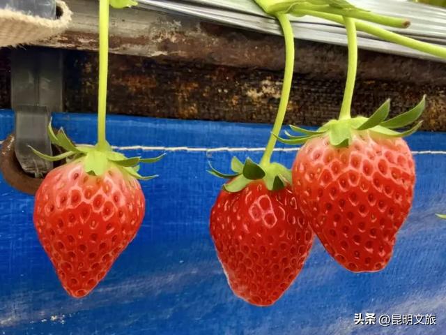 别再问昆明哪里能摘草莓了！收下这份采摘地图，直接抄作业→