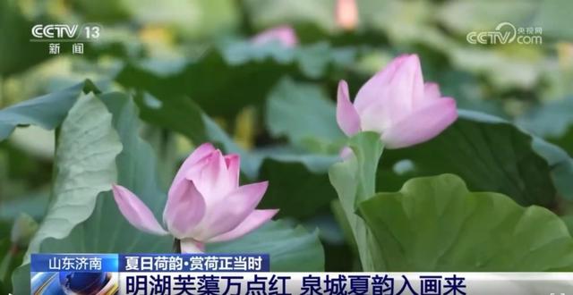 央视聚焦！济南大明湖荷风送香，夏日限定美景醉人~