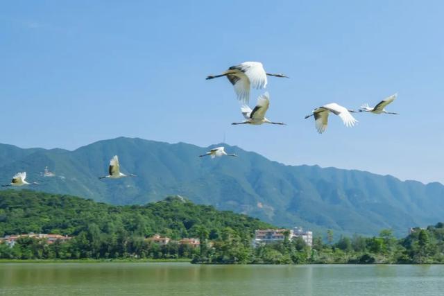 万鸟归巢的胜景，在肇庆也能看到！