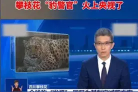 攀枝花动物园孔雀胖成火鸡，连秃鹫都长头发了，园方还在狡辩护短图片