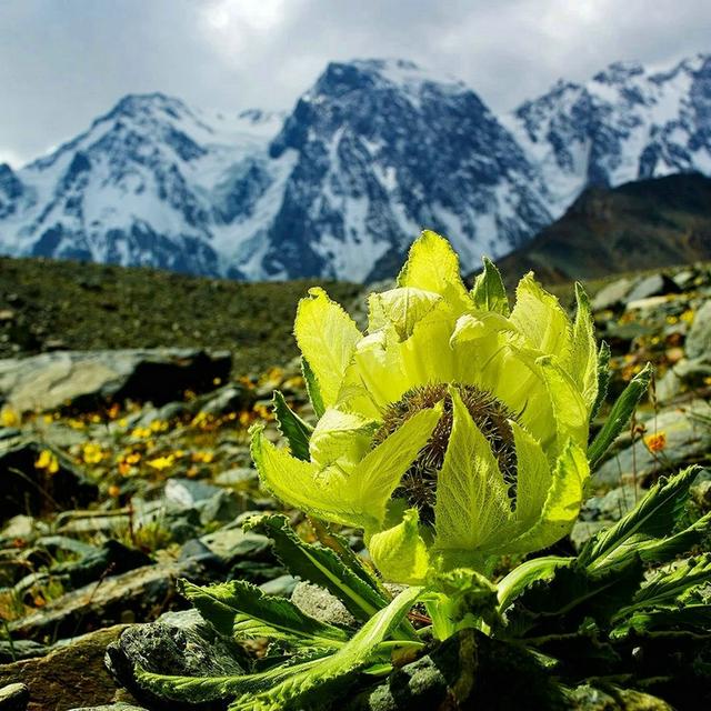 诗和远方 魅影新疆