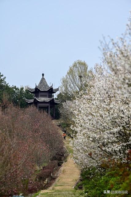 武汉赏樱花秘境，一篇告诉大家