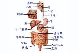 人体解剖学——消化系统图片