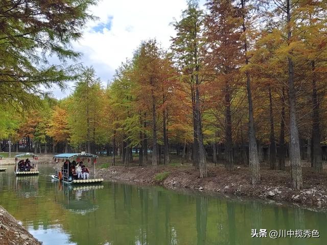 宁国红杉林:观赏指数Ⅱ级!