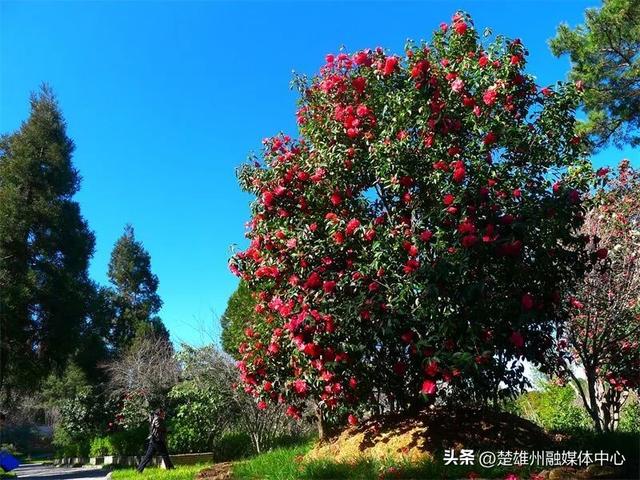 不限次入园！楚雄一景区门票年卡、优惠卡正在办理🤩