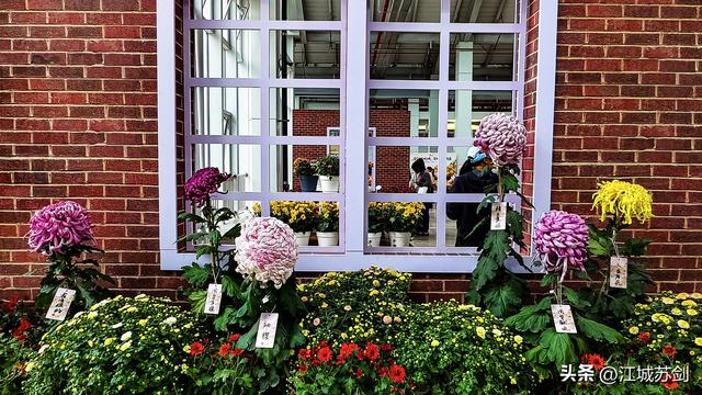 秋韵菊香、沙湖寻美—— 沙湖公园武汉第42届菊花展掠影