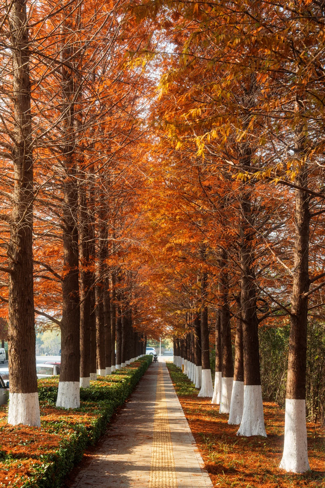 临沂「红杉」「红枫」浓度拉满，出片率100%