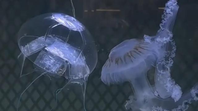 仿生水母机器人引领水下监控:中国科研团队打造静音海洋"幽灵"