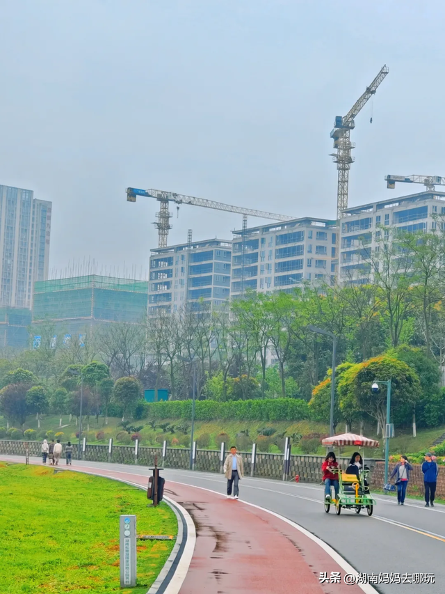 速报！这个地方银杏浓度达100%，赏芦苇、砍甘蔗，遛娃惊喜超多！