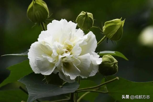 开疯了！一日三变的浪漫，错过等一年→