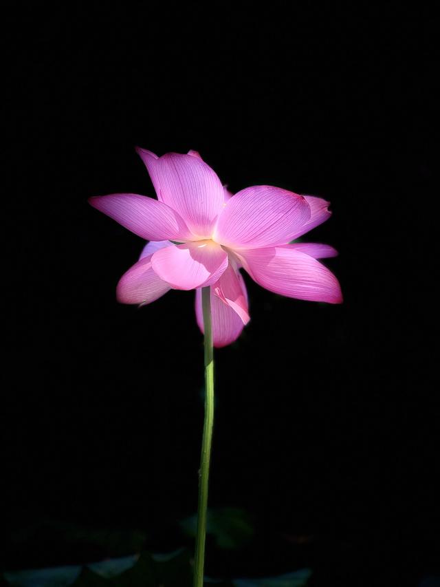 夏日西湖，8月9日。