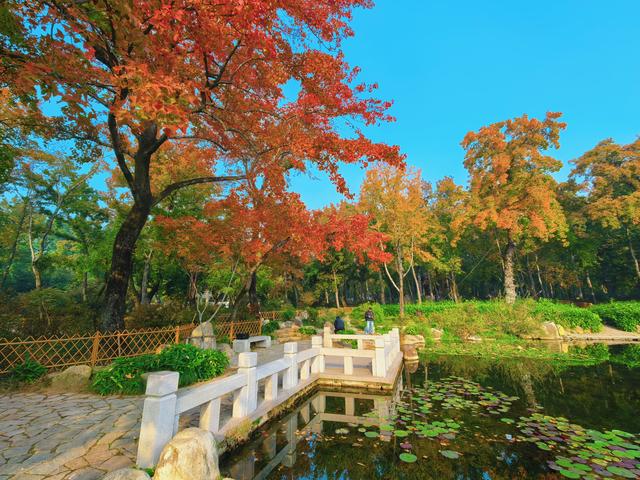 又见天平山：一叶知秋，一枫醉心