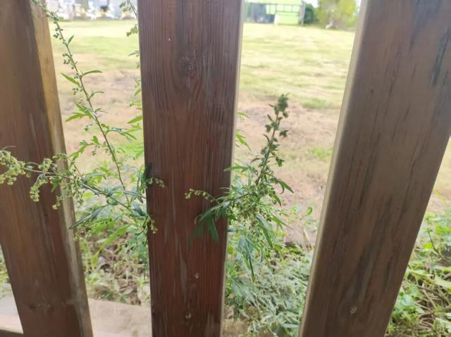 散文丨陈葶：闲情寄田园