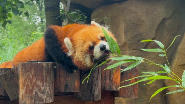 发现北京之美·听中轴新声 | 南中轴的“绿色动脉”，人与自然的“共生剧场”