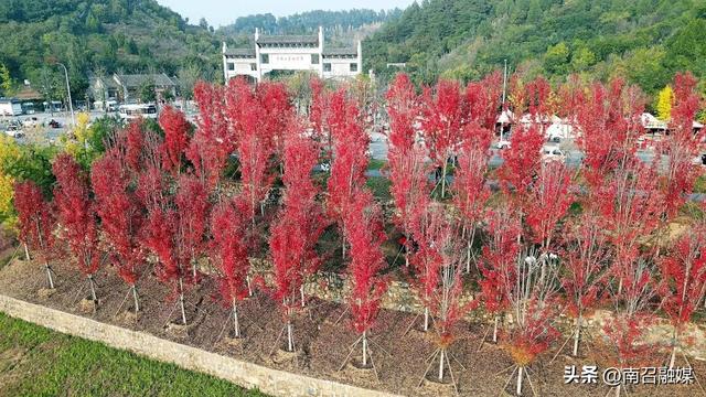 南召：层林尽染秋如画 漫山枫叶舞“红裳”
