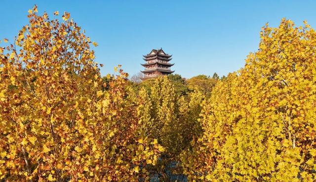 我拼了个“秋”！