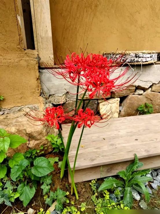 阴花不能进阳宅！这5种花“打死”也不养，家里若有？快挪走！