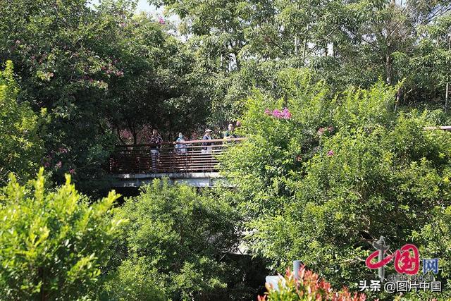 昔日“疤痕”变美景 探访南宁园博园矿坑花园生态修复项目