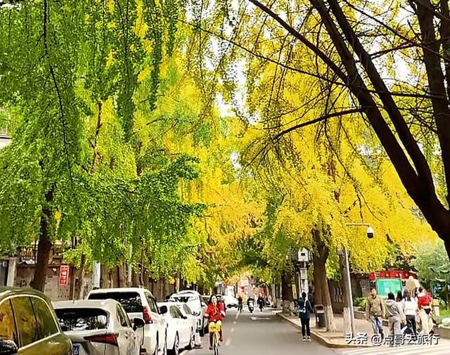 成都市中心最美银杏观赏地，这6处你去过吗？都不要门票！
