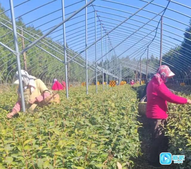 潍坊诸城市甘泉岭生态园：茶旅心灵栖息地，研学培训打卡地