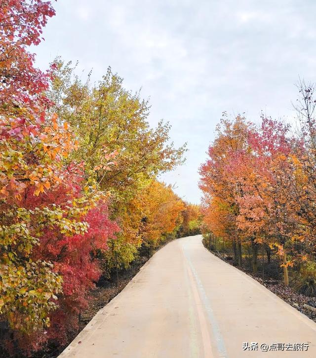 成都这4个彩林会爆火，既壮观又唯美，全部免费，地铁公交直达！