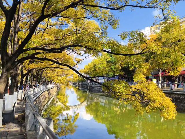 昆明市区最美拍摄地！大观路拱桥滇朴，把浪漫拍成电影帧