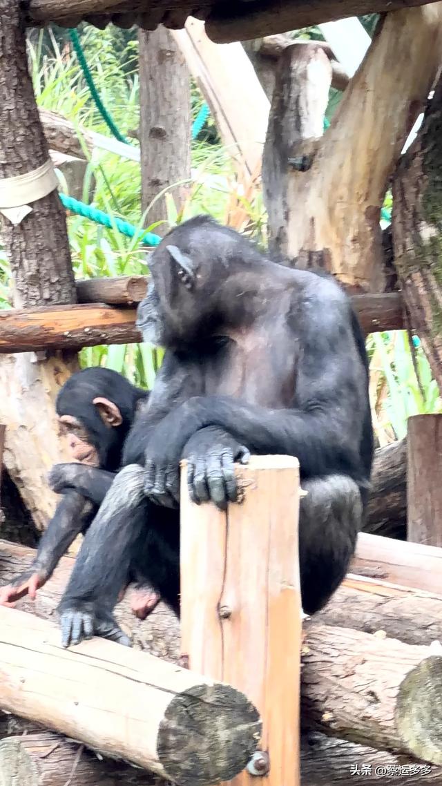 上海动物园的高颜值图鉴