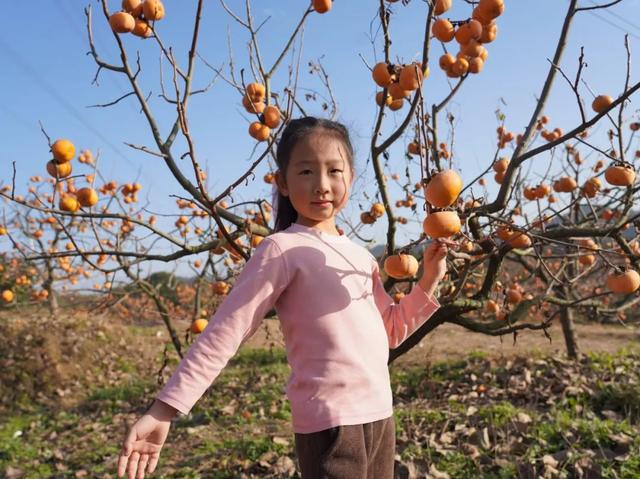 柴桑区新塘乡胡桥村：千亩柿红引客来