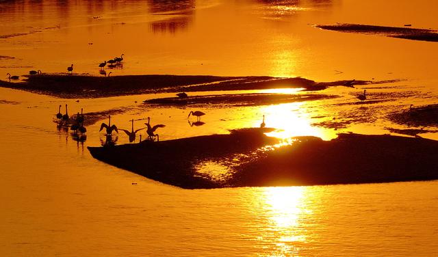 #运城头条#山西绛州：千年“水旱码头”天鹅“舞”古州