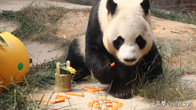 在保定，体验真实版“疯狂动物城”！