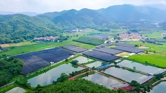 绝美！肇庆梦幻花海带旺全城！