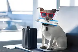2025最新高铁宠物托运政策解读，这些材料得提前21天准备！图片
