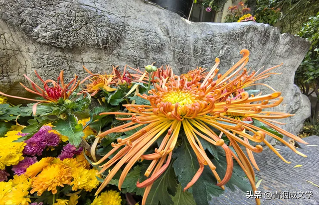 趵突菊韵 锦绣泉城