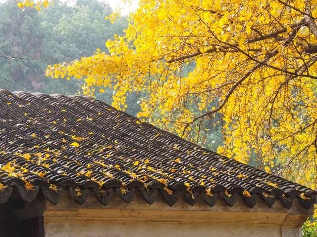 高铁1h！比西安秀美！这座千年古都秋色绝了！高光仅20天！