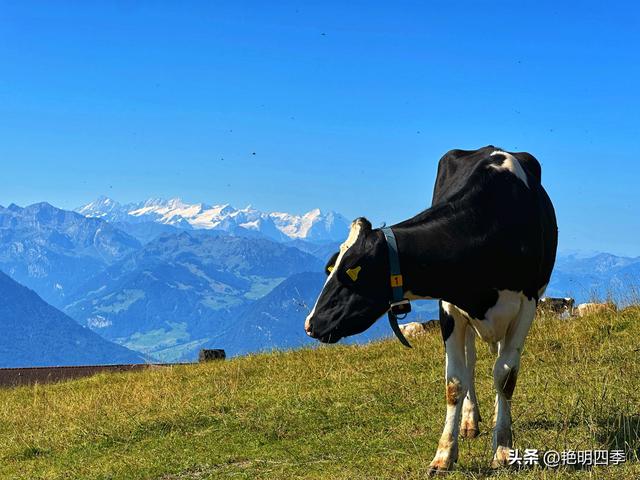 欧游杂记（5）‖ 齿轮火车几上几下瑞吉山，缆车凌空飞跃韦吉斯