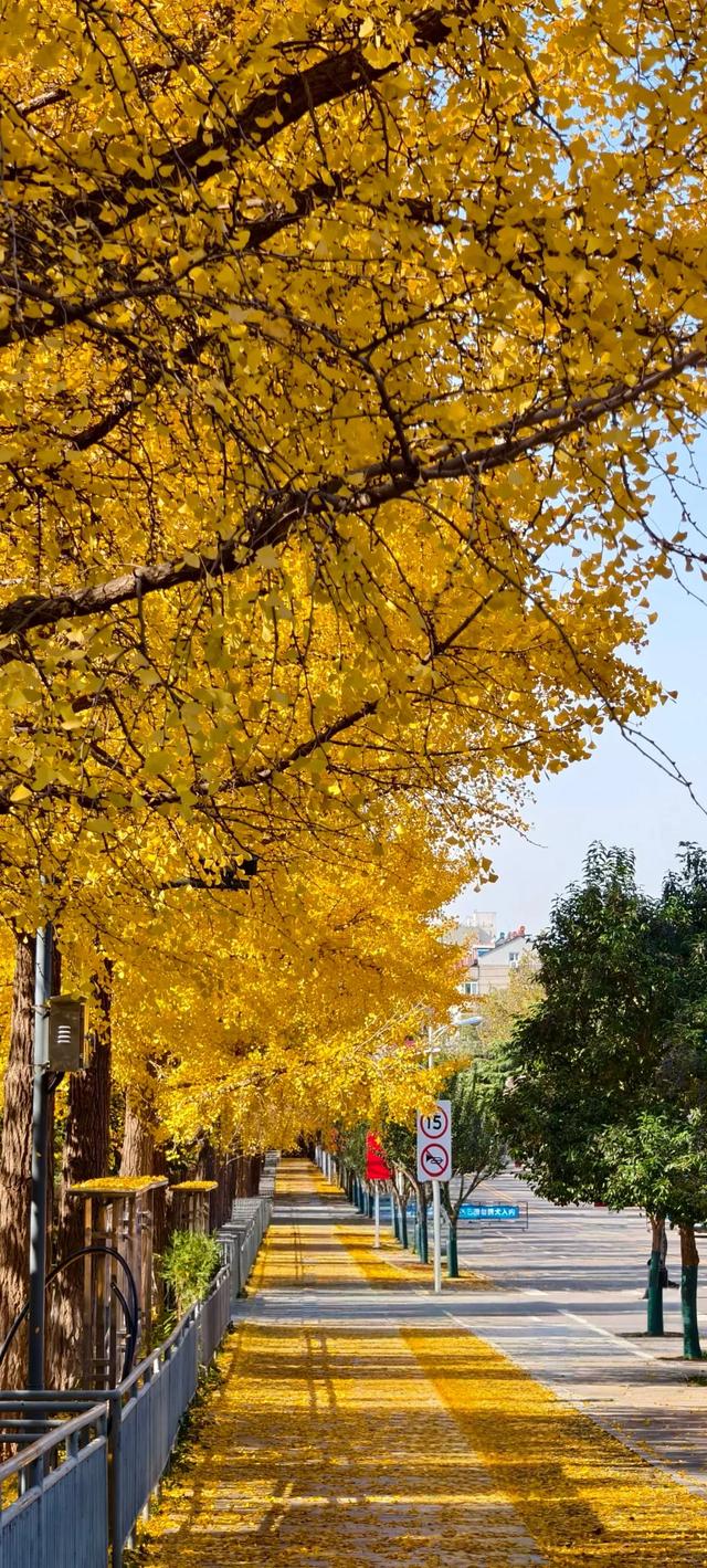 山东:时至初冬,银杏正当时