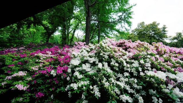 无锡这座绝美花园，免费开放了