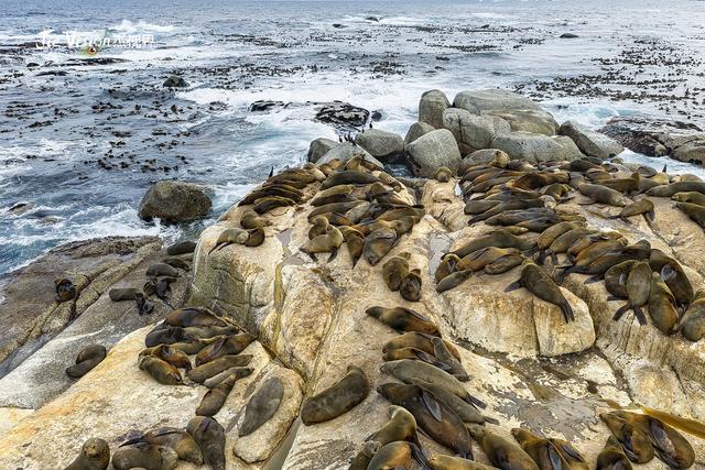血泪教训！25分钟航程让我湿透，开普敦海豹岛游览必看避坑指南