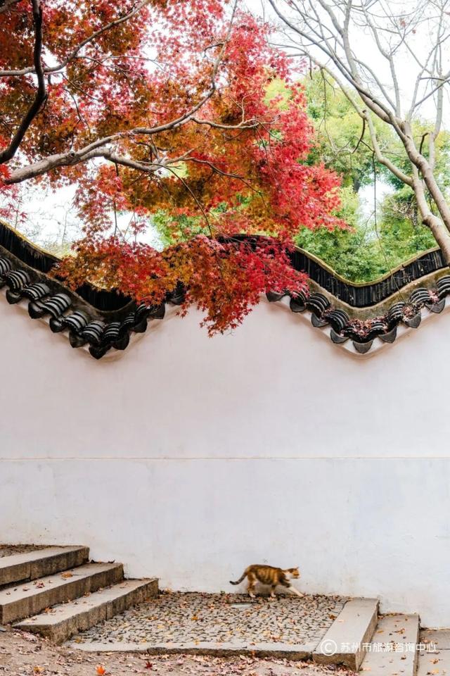 苏州园林秋色拍照攻略！这几个机位包出大片！