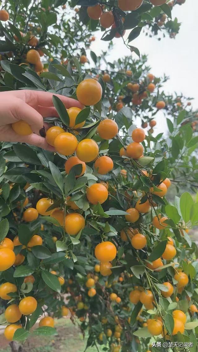 鄂州沙窝千秀谷庄园：亲子研学的自然课堂，欢乐成长的田园秘境