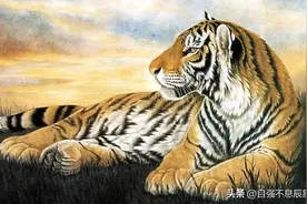 在五行之中，哪一年的虎人最吉？图片