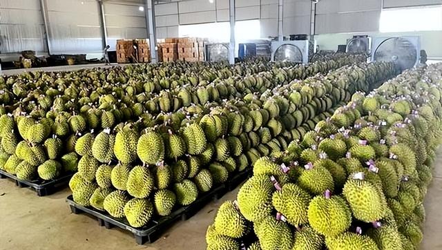 失去中国市场后，大量水果烂地里卖不出去，现在开始后悔得罪中国