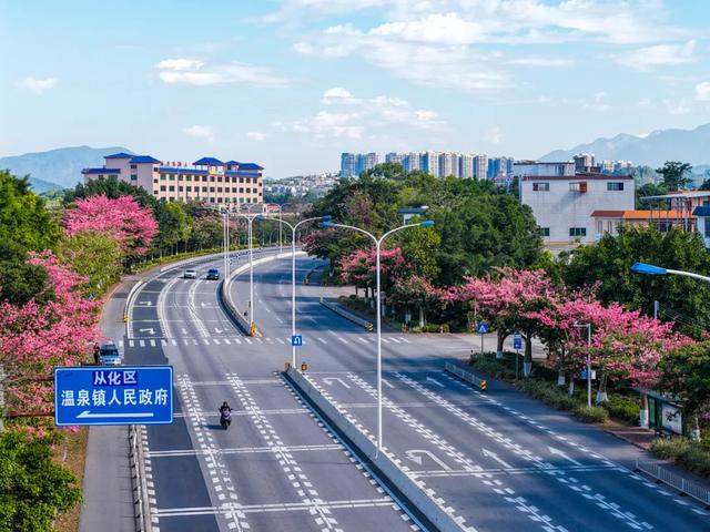 冬日限定浪漫,从化温泉国道丝木棉绽放成粉色长廊