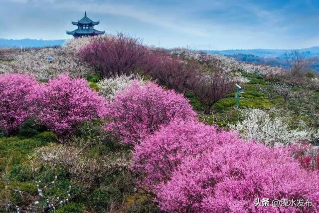 三月的傅家边，太值得奔赴啦！