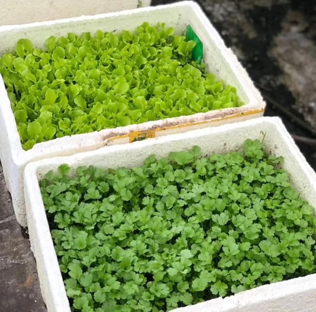 山东女子用200个矿泉水瓶在封闭阳台实现了蔬菜自由，网友:太牛了