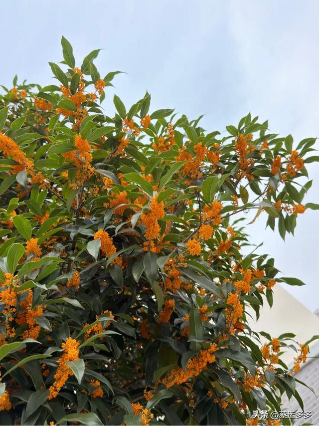 上海的乡村美得我头晕目眩