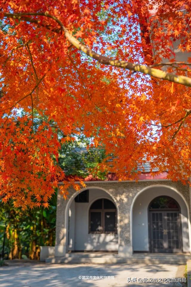 沙漠踏雪，只在武汉，最佳观赏期到了！