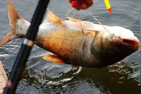 连用几包饵料都没抽到鲢鳙，换种作钓方式就好了，现在知道也不晚图片