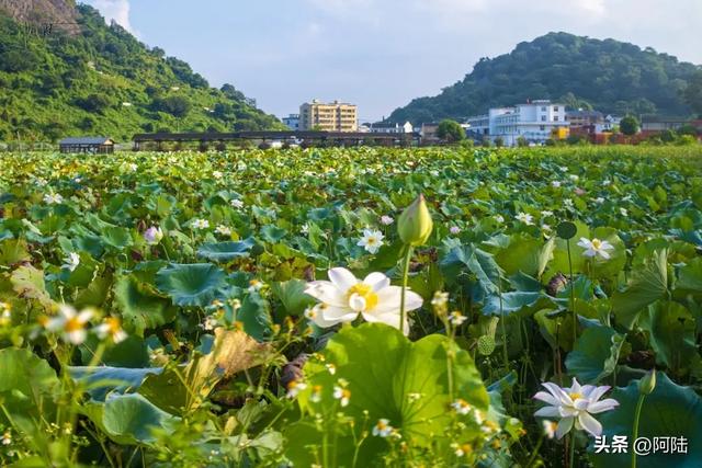 跑苍南黄金海岸线时走错路，邂逅离海浪沙滩最近的荷塘，花开仍艳