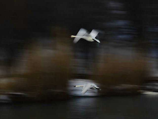 伊宁天鹅泉湿地公园：冬日里的生态诗画